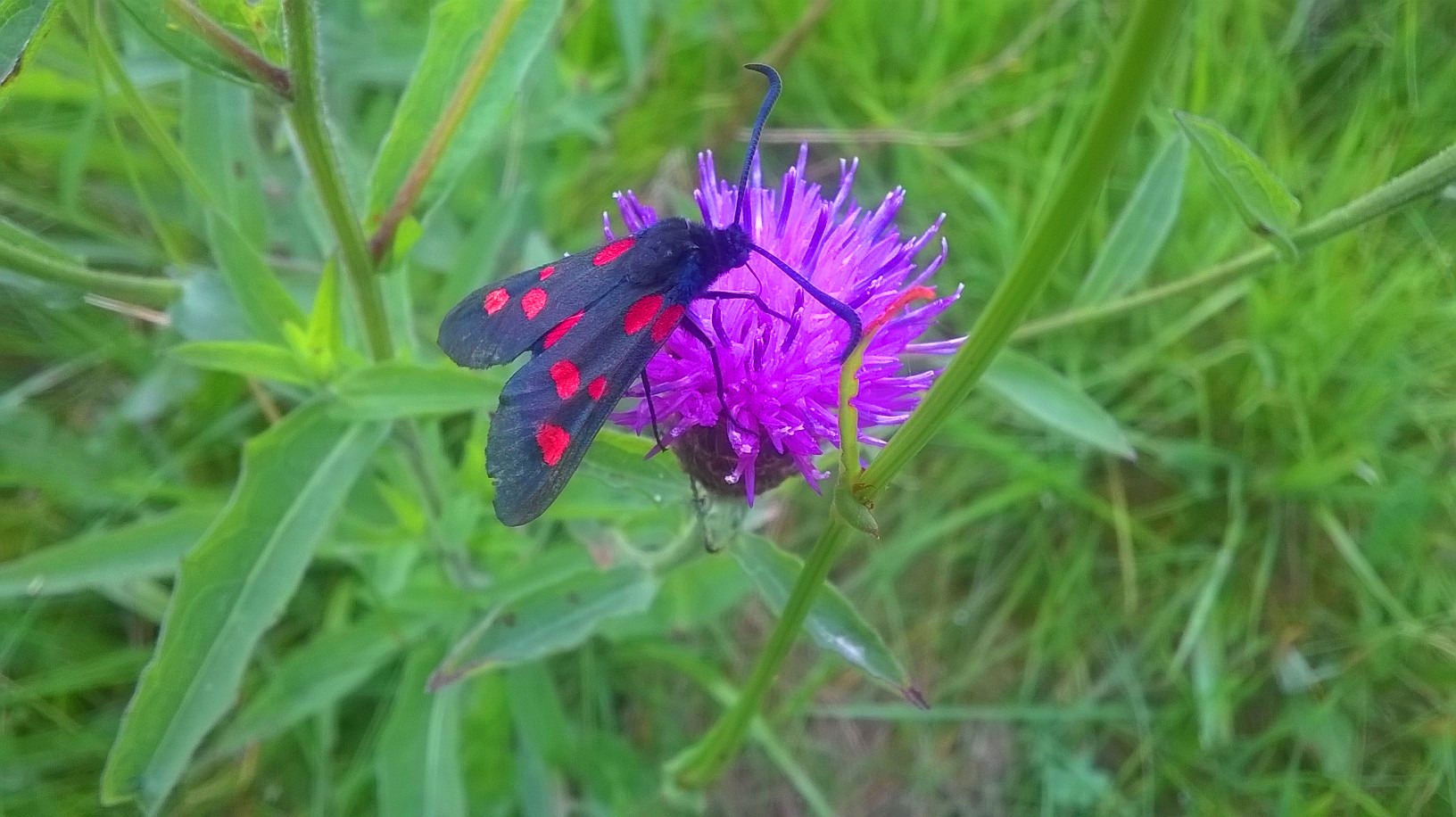 WP_20170630_16_36_26_Pro