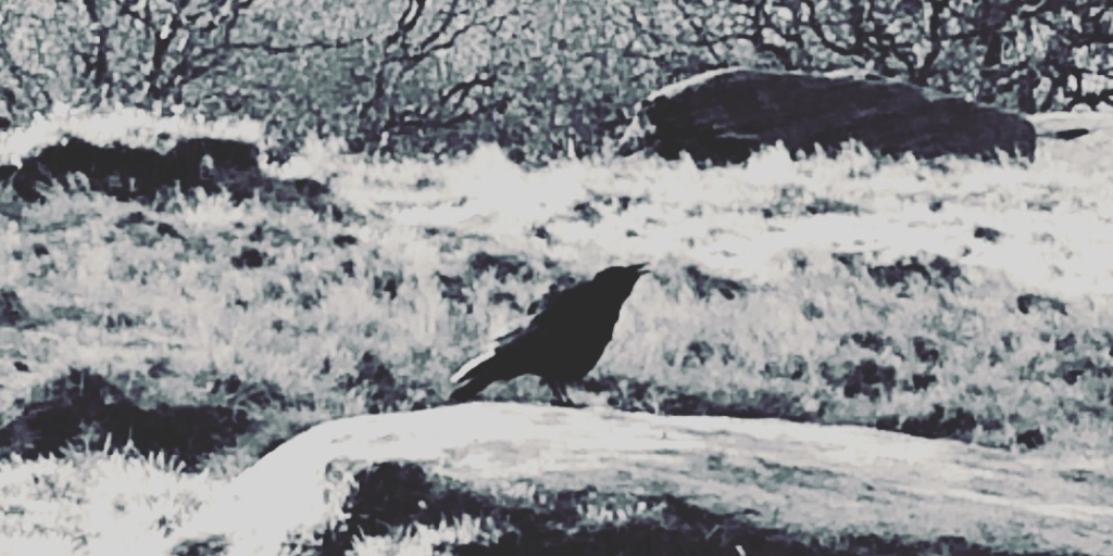 Corvids1